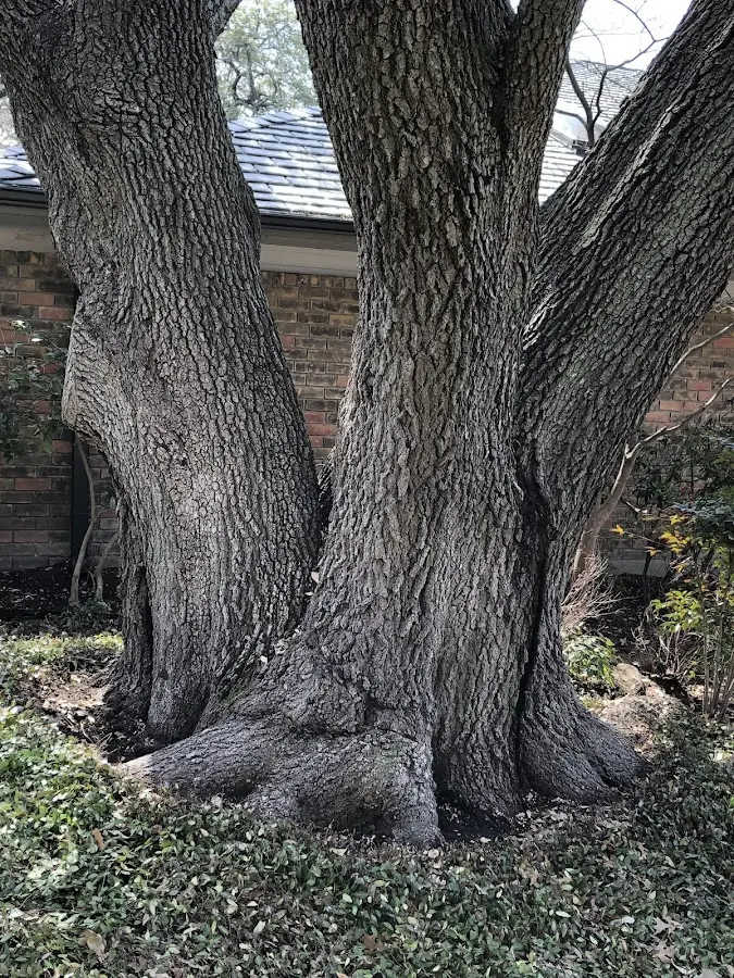 Mature heritage tree close to a Far Rockaway property cared for by certified arborists